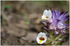 Curcuma karnatakensis